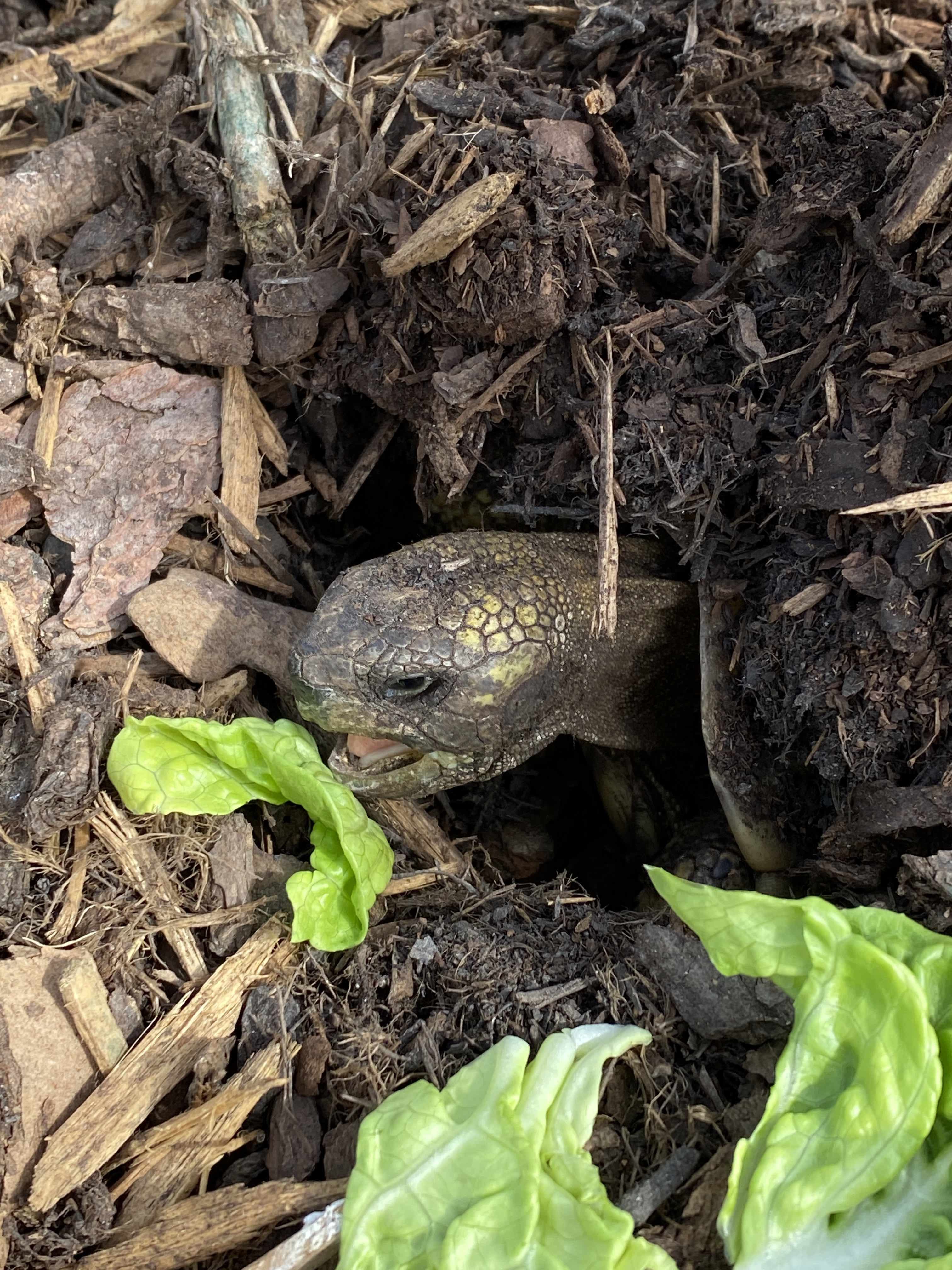 Schildkröte nimmt den ersten Biss.